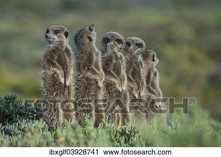 "Group of Meerkats (Suricata suricatta), one looking up, Little Karoo, Western Cape, South Africa, Africa" View Large Photo Image Stock Image - "Group of Meerkats (Suricata suricatta), one looking up, Little Karoo, Western Cape, South Africa, Africa". Fotosearch