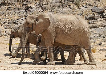 "Group of the rare Namibian Desert Elephant (Loxodonta africana), Hoanib River, Namib desert, Kaokoland, Kaokoveld, Kunene Province, Namibia, Africa" View Large Photo Image Picture - "Group of the rare Namibian Desert Elephant (Loxodonta africana), Hoanib River, Namib desert, Kaokoland, Kaokoveld, Kunene Province, Namibia, Africa". Fotosearch