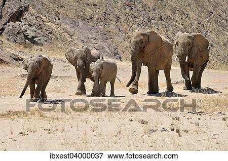 Stock Photo - "Group of the rare Namibian Desert Elephant (Loxodonta africana), Hoanib River, Namib Desert, Kaokoland, Kaokoveld, Kunene Province, Namibia, Africa". Fotosearch