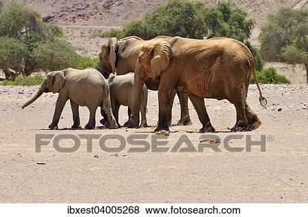 "Group of the rare Namibian Desert Elephant (Loxodonta africana), Hoanib River, Namib Desert, Kaokoland, Kaokoveld, Kunene Province, Namibia, Africa" View Large Photo Image Stock Photo - "Group of the rare Namibian Desert Elephant (Loxodonta africana), Hoanib River, Namib Desert, Kaokoland, Kaokoveld, Kunene Province, Namibia, Africa". Fotosearch