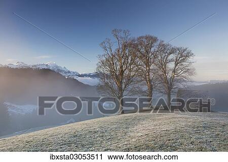 "Group of trees and a hut with high fog in front of the Alpstein Mountains, Trogen, Appenzell, Switzerland, Europe" View Large Photo Image Stock Image - "Group of trees and a hut with high fog in front of the Alpstein Mountains, Trogen, Appenzell, Switzerland, Europe". Fotosearch