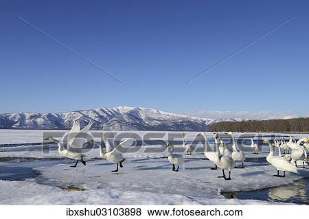 "Group of Whooper Swans (Cygnus cygnus), some taking-off, Kussharo Lake, Kawayu Onsen, Hokkaido, Japan, Asia" View Large Photo Image Stock Photo - "Group of Whooper Swans (Cygnus cygnus), some taking-off, Kussharo Lake, Kawayu Onsen, Hokkaido, Japan, Asia". Fotosearch