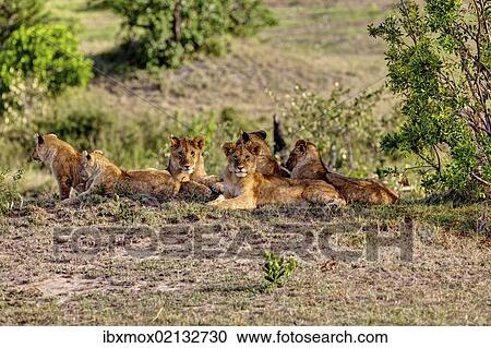 Stock Image - "Group of young Lions (Panthera leo) resting, Masai Mara National Reserve, Kenya, East Africa, Africa, PublicGround, Africa". Fotosearch