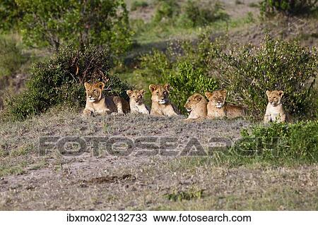 "Group of young Lions (Panthera leo) resting, Masai Mara National Reserve, Kenya, East Africa, Africa, PublicGround, Africa" View Large Photo Image Stock Image - "Group of young Lions (Panthera leo) resting, Masai Mara National Reserve, Kenya, East Africa, Africa, PublicGround, Africa". Fotosearch