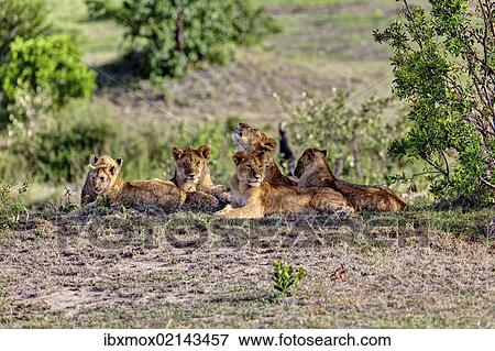 Stock Photo - "Group of young Lions (Panthera leo) resting, Masai Mara National Reserve, Kenya, East Africa, Africa, PublicGround, Africa". Fotosearch