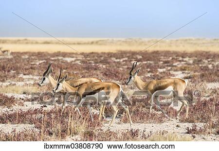 Stock Image - "Groupe of springboks (Antidorcas marsupialis), Etosha National Park, Namibia, Africa". Fotosearch