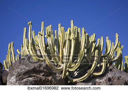 "Groupf of cacti, Lanzarote, Canary Islands, Spain, Europe" View Large Photo Image Stock Image - "Groupf of cacti, Lanzarote, Canary Islands, Spain, Europe". Fotosearch