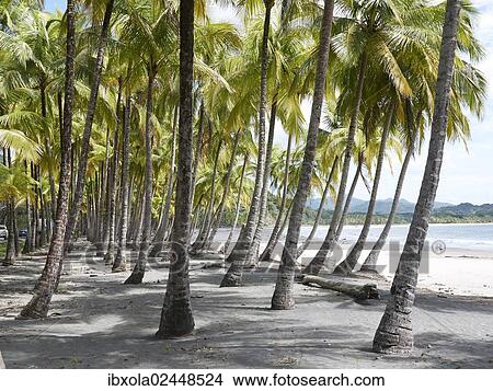 "Grove of palm trees on the beach, Playa Carryllo, Nicoya Peninsula, Costa Rica, Central America, North America" View Large Photo Image Picture - "Grove of palm trees on the beach, Playa Carryllo, Nicoya Peninsula, Costa Rica, Central America, North America". Fotosearch