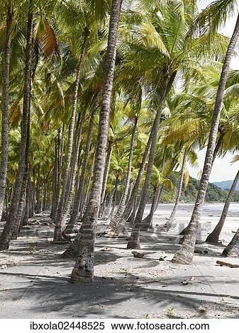 "Grove of palm trees on the beach, Playa Carryllo, Nicoya Peninsula, Costa Rica, Central America, North America" View Large Photo Image Stock Photography - "Grove of palm trees on the beach, Playa Carryllo, Nicoya Peninsula, Costa Rica, Central America, North America". Fotosearch