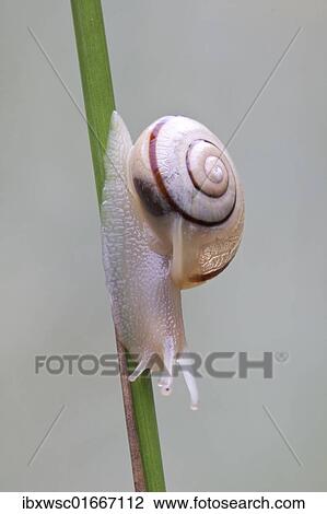 Stock Image - "Grove snail, brown-lipped snail (Cepaea nemoralis)". Fotosearch