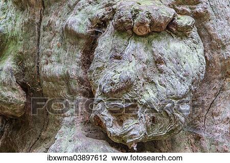 "Growth on a mature tree resembling a face, Urwald Sababurg, primeval forest, North Hesse, Hesse, Germany, Europe" View Large Photo Image Stock Image - "Growth on a mature tree resembling a face, Urwald Sababurg, primeval forest, North Hesse, Hesse, Germany, Europe". Fotosearch