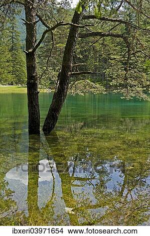 "Gruner See or Green Lake, Tragoss, Styria, Austria, Europe" View Large Photo Image Picture - "Gruner See or Green Lake, Tragoss, Styria, Austria, Europe". Fotosearch