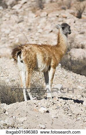 "Guanaco (Lama guanicoe), Lauca National Park, Arica and Parinacota Region, Chile, South America" View Large Photo Image Stock Image - "Guanaco (Lama guanicoe), Lauca National Park, Arica and Parinacota Region, Chile, South America". Fotosearch