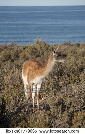 Stock Photography - "Guanaco (Llama guanicoe), Punta Tombo, Argentina, South America". Fotosearch