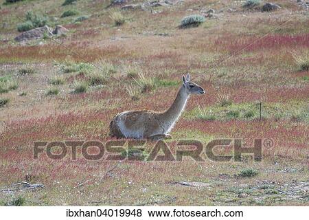 "Guanaco (Llama guanicoe), Torres del Paine, Magallanes y la Antartica Chilena Region, Chile, South America" View Large Photo Image Stock Photo - "Guanaco (Llama guanicoe), Torres del Paine, Magallanes y la Antartica Chilena Region, Chile, South America". Fotosearch