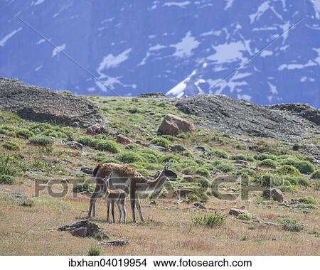 "Guanaco (Llama guanicoe) with young, Torres del Paine, Magallanes y la Antartica Chilena Region, Chile, South America" View Large Photo Image Picture - "Guanaco (Llama guanicoe) with young, Torres del Paine, Magallanes y la Antartica Chilena Region, Chile, South America". Fotosearch