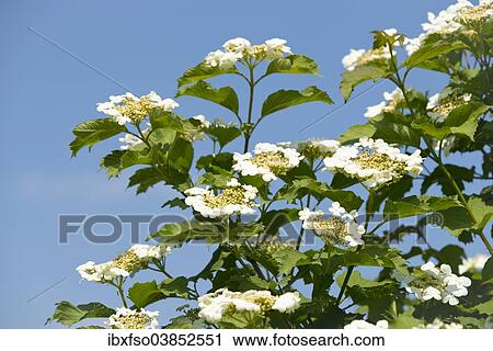 "Guelder Rose, Snowball Tree or Viburnum (Viburnum opulus), flowering, Thuringia, Germany, Europe" View Large Photo Image Stock Image - "Guelder Rose, Snowball Tree or Viburnum (Viburnum opulus), flowering, Thuringia, Germany, Europe". Fotosearch