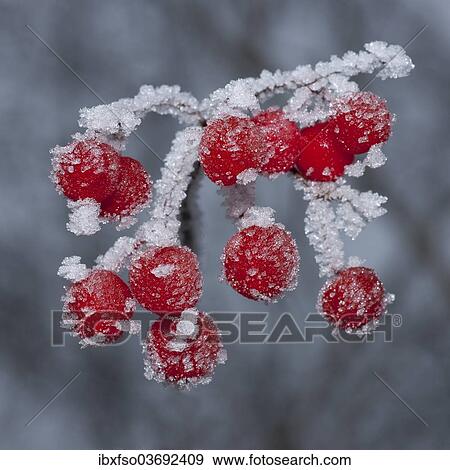 "Guelder Rose (Viburnum opulus), red fruit covered with hoarfrost, Herbsleben, Thuringia, Germany, Europe" View Large Photo Image Stock Photo - "Guelder Rose (Viburnum opulus), red fruit covered with hoarfrost, Herbsleben, Thuringia, Germany, Europe". Fotosearch