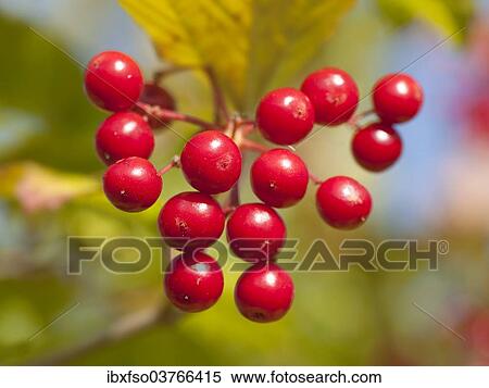 "Guelder Rose (Viburnum opulus), red berries, Thuringia, Germany, Europe" View Large Photo Image Stock Photography - "Guelder Rose (Viburnum opulus), red berries, Thuringia, Germany, Europe". Fotosearch