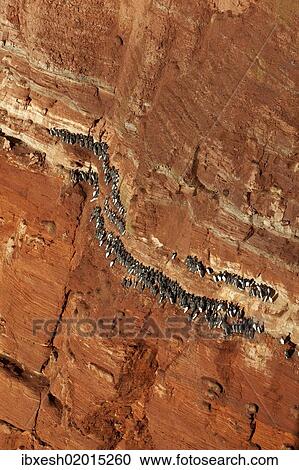 "Guillemots, murres (Uria) on the Lummenfelsen cliff, Helgoland, Schleswig-Holstein, Germany, Europe" View Large Photo Image Stock Image - "Guillemots, murres (Uria) on the Lummenfelsen cliff, Helgoland, Schleswig-Holstein, Germany, Europe". Fotosearch