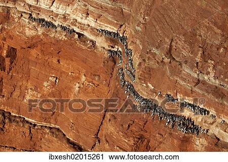 "Guillemots, murres (Uria) on the Lummenfelsen cliff, Helgoland, Schleswig-Holstein, Germany, Europe" View Large Photo Image Stock Image - "Guillemots, murres (Uria) on the Lummenfelsen cliff, Helgoland, Schleswig-Holstein, Germany, Europe". Fotosearch