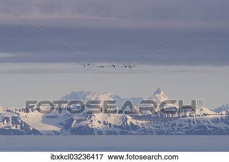 "Guillemots or Murres (Uria) flying in front of the mountains of the east coast of Spitsbergen, Spitsbergen Island, Svalbard Archipelago, Svalbard and Jan Mayen, Norway, Europe" View Large Photo Image Stock Photo - "Guillemots or Murres (Uria) flying in front of the mountains of the east coast of Spitsbergen, Spitsbergen Island, Svalbard Archipelago, Svalbard and Jan Mayen, Norway, Europe". Fotosearch