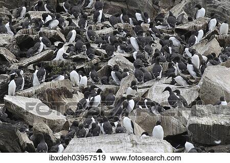 Stock Photo - "Guillemots (Uria aalge), colony, bird island Hornoya, Varanger, Norway, Europe". Fotosearch