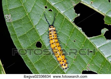 Picture - "Gulf Fritillary or Passion Butterfly (Agraulis vanillae), caterpillar, Tiputini rain forest, Yasuni National Park, Ecuador, South America". Fotosearch