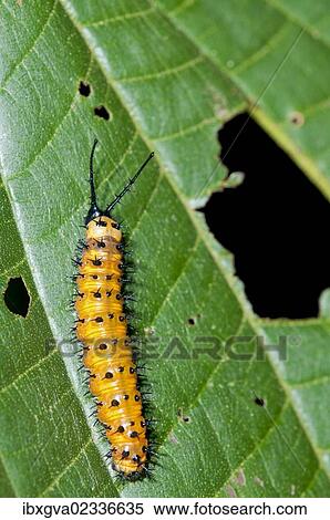 Stock Photography - "Gulf Fritillary or Passion Butterfly (Agraulis vanillae), caterpillar, Tiputini rain forest, Yasuni National Park, Ecuador, South America". Fotosearch