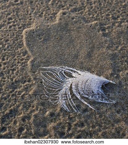 "Gull feather with dew drops at the beach, Hirtshals, Denmark, Europe" View Large Photo Image Stock Image - "Gull feather with dew drops at the beach, Hirtshals, Denmark, Europe". Fotosearch