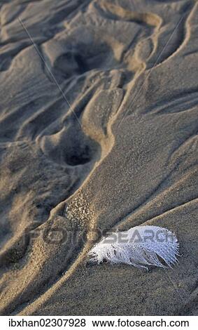 "Gull feather with dew drops at the beach, Hirtshals, Denmark, Europe" View Large Photo Image Stock Photo - "Gull feather with dew drops at the beach, Hirtshals, Denmark, Europe". Fotosearch