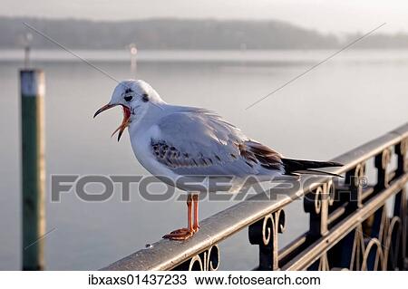 "Gull (Larus ridibundus) on a metal railing at the port of Constance, with a view of the Konstanzer Trichter Bay, Konstanz, Baden-Wuerttemberg, Germany, Europe" View Large Photo Image Stock Image - "Gull (Larus ridibundus) on a metal railing at the port of Constance, with a view of the Konstanzer Trichter Bay, Konstanz, Baden-Wuerttemberg, Germany, Europe". Fotosearch