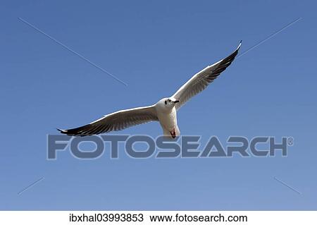 "Gull or Seagull (Laridae), in flight, at Inle Lake, Shan State, Myanmar, Asia" View Large Photo Image Stock Image - "Gull or Seagull (Laridae), in flight, at Inle Lake, Shan State, Myanmar, Asia". Fotosearch