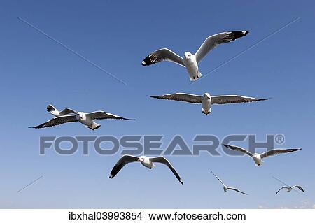 "Gulls or Seagulls (Laridae), in flight, at Inle Lake, Shan State, Myanmar, Asia" View Large Photo Image Picture - "Gulls or Seagulls (Laridae), in flight, at Inle Lake, Shan State, Myanmar, Asia". Fotosearch