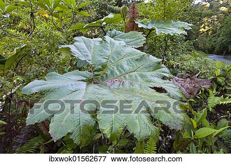 "Gunnera (Gunnera insignis) in mountain rainforest of Tapanti National Park, Costa Rica, Central America, North America" View Large Photo Image Stock Photo - "Gunnera (Gunnera insignis) in mountain rainforest of Tapanti National Park, Costa Rica, Central America, North America". Fotosearch