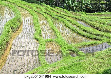 "Gunung Batukau rice fields, Bali, Indonesia, Asia" View Large Photo Image Picture - "Gunung Batukau rice fields, Bali, Indonesia, Asia". Fotosearch