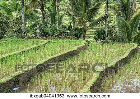 "Gunung Batukau rice fields, Bali, Indonesia, Asia" View Large Photo Image Stock Image - "Gunung Batukau rice fields, Bali, Indonesia, Asia". Fotosearch