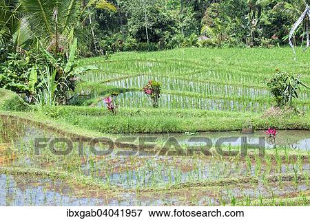 "Gunung Batukau rice fields, Bali, Indonesia, Asia" View Large Photo Image Stock Photo - "Gunung Batukau rice fields, Bali, Indonesia, Asia". Fotosearch