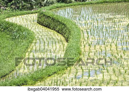 "Gunung Batukau rice fields, Bali, Indonesia, Asia" View Large Photo Image Stock Photography - "Gunung Batukau rice fields, Bali, Indonesia, Asia". Fotosearch