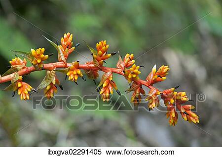 Stock Photography - "Guzmania rubrolutea (Bromeliad family), blossom, in habitat, Tandayapa region, Andean cloud forest, Ecuador, South America". Fotosearch