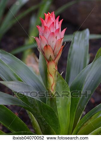 Stock Image - "Guzmania species (Guzmania osyana), Ecuador, South America". Fotosearch