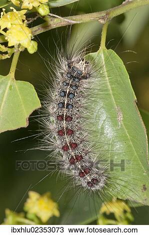 "Gypsy Moth (Lymantria dispar), adult caterpillar, Lake Kerkini region, Greece, Europe" View Large Photo Image Stock Image - "Gypsy Moth (Lymantria dispar), adult caterpillar, Lake Kerkini region, Greece, Europe". Fotosearch