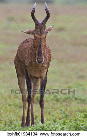 "Haartebeest (alcelaphus buselaphus) at Addo Elephant Park, South Africa, Africa" View Large Photo Image Picture - "Haartebeest (alcelaphus buselaphus) at Addo Elephant Park, South Africa, Africa". Fotosearch