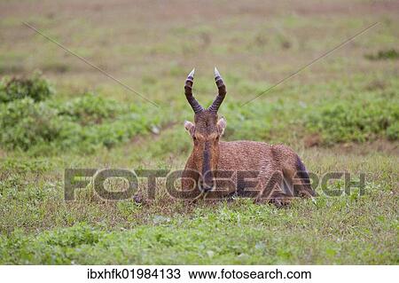 Stock Image - "Haartebeest (Alcelaphus buselaphus) at Addo Elephant Park, South Africa, Africa". Fotosearch