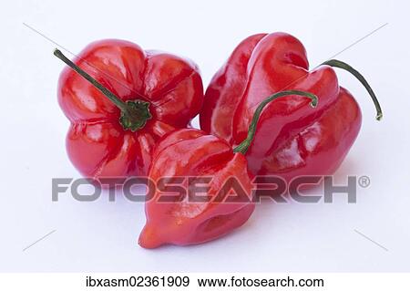 Habaneros (Capsicum chinense) View Large Photo Image Stock Photo - Habaneros (Capsicum chinense). Fotosearch