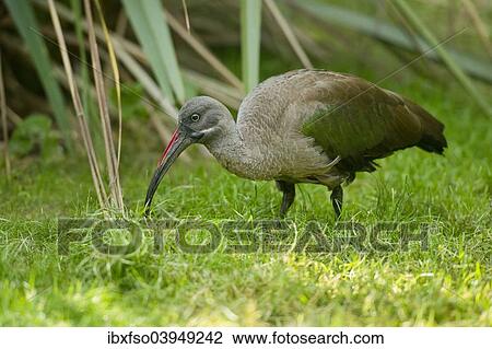 "Hadada ibis (Bostrychia hagedash), captive, Lower Saxony, Germany, Europe" View Large Photo Image Stock Image - "Hadada ibis (Bostrychia hagedash), captive, Lower Saxony, Germany, Europe". Fotosearch