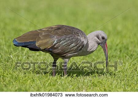"Hadeda ibis (Bostrychia hagedash), Wilderness National Park, South Africa, Africa" View Large Photo Image Stock Image - "Hadeda ibis (Bostrychia hagedash), Wilderness National Park, South Africa, Africa". Fotosearch