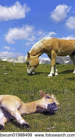 "Haflinger foal lying asleep on a meadow, blue sky and white clouds, Gardena Valley, Tyrol, Italy, Europe" View Large Photo Image Stock Photo - "Haflinger foal lying asleep on a meadow, blue sky and white clouds, Gardena Valley, Tyrol, Italy, Europe". Fotosearch