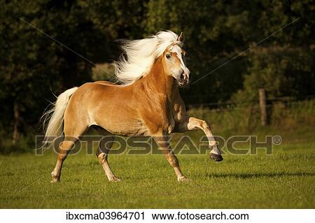 "Haflinger, gelding with a long mane, galloping on a meadow" View Large Photo Image Stock Image - "Haflinger, gelding with a long mane, galloping on a meadow". Fotosearch