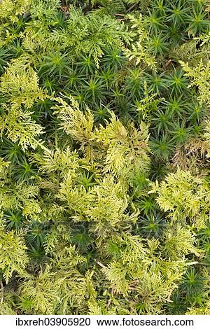 "Haircap Moss or Hair Cap Moss (Polytrichum formosum) and Tamarisk Thuidium Moss (Thuidium tamariscinum), Bavarian Forest National Park, Bavaria, Germany, Europe" View Large Photo Image Stock Image - "Haircap Moss or Hair Cap Moss (Polytrichum formosum) and Tamarisk Thuidium Moss (Thuidium tamariscinum), Bavarian Forest National Park, Bavaria, Germany, Europe". Fotosearch